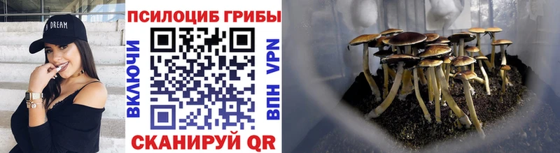 darknet как зайти Суздаль Галлюциногенные грибы мицелий купить цена